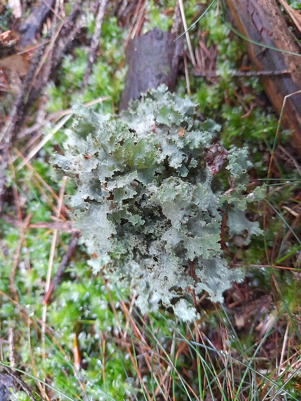 diskovka olivová Cetrelia cetrarioides (Delise) W.L. Culb. & C.F. Culb.