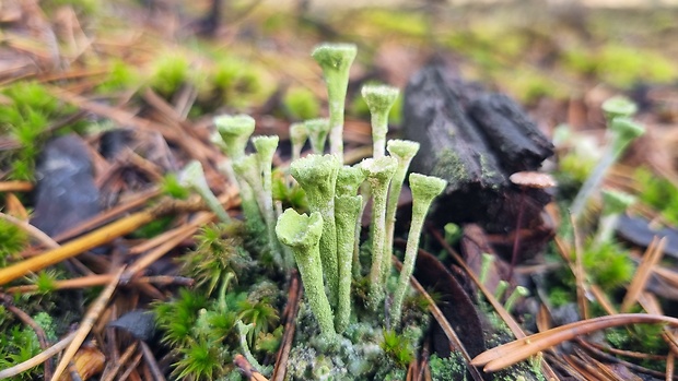 dutohlávka riasnatá Cladonia fimbriata (L.) Fr.