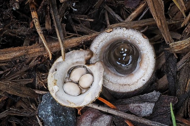 čiaškovec hladký Cyathus olla (Batsch) Pers.