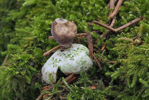 hviezdovka štvorcípová Geastrum quadrifidum DC. ex Pers.