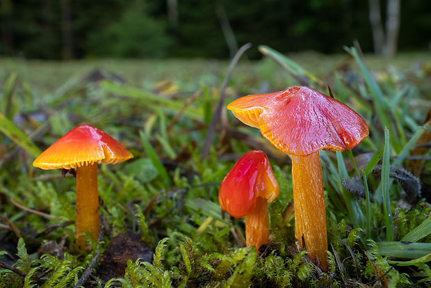 lúčnica hrotitá Hygrocybe acutoconica (Clem.) Singer