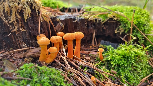 líška oranžová-lištička pomerančová  Hygrophoropsis aurantiaca (Wulfen) Maire