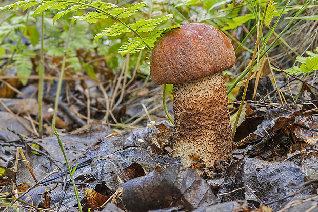 kozák dubový Leccinum aurantiacum (Bull.) Gray