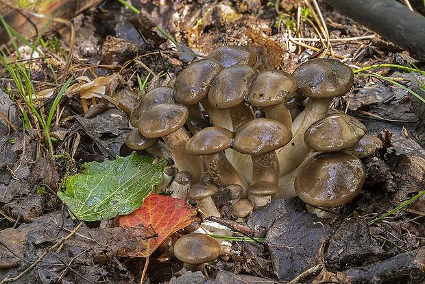 strmulec nakopený Lyophyllum decastes (Fr.) Singer