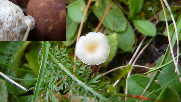 machovček Swartzov Rickenella swartzii (Fr.) Kuyper