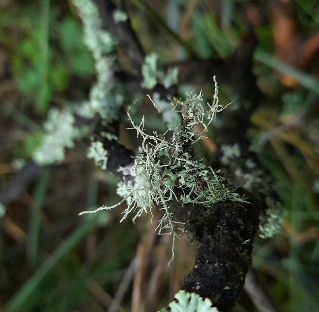 bradatec Usnea sp.