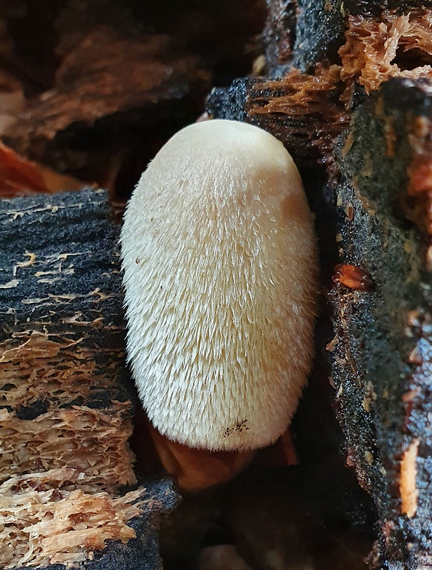 pošvovec stromový Volvariella bombycina (Schaeff.) Singer