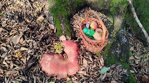 pečeňovec dubový Fistulina hepatica (Schaeff.) With.