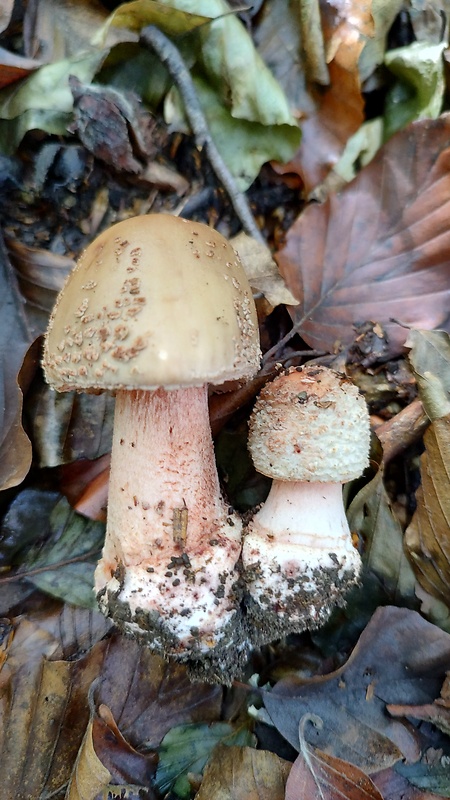 muchotrávka červenkastá Amanita rubescens, muchotrávka červenkastá Pers.