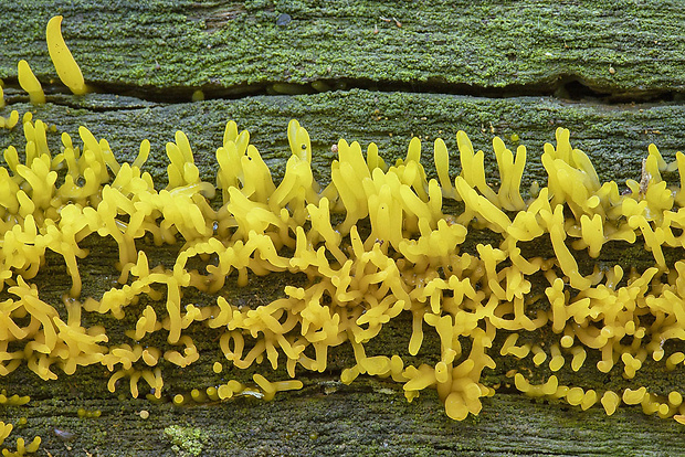 parôžkovec malý Calocera cornea (Fr.) Loud.