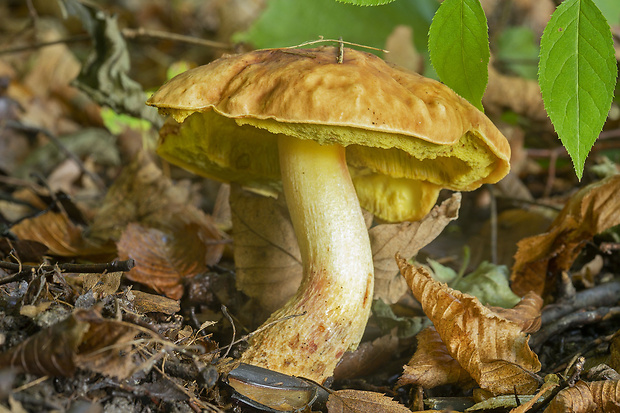 hríb jamkatý Hemileccinum depilatum (Redeuilh) Šutara