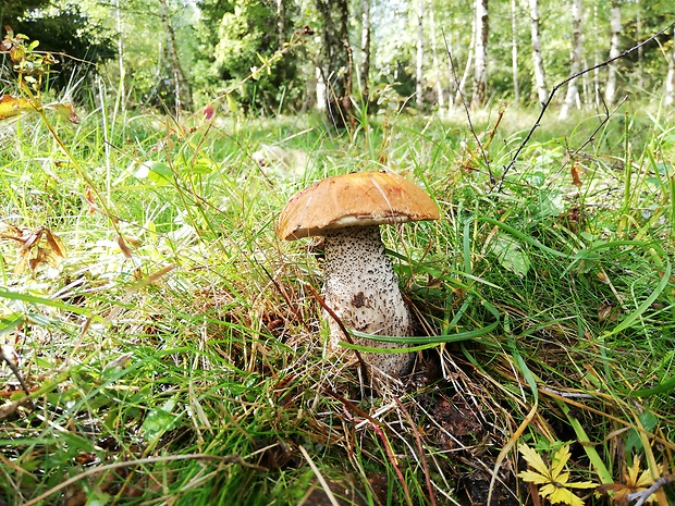 kozák žltooranžový Leccinum versipelle (Fr. & Hök) Snell