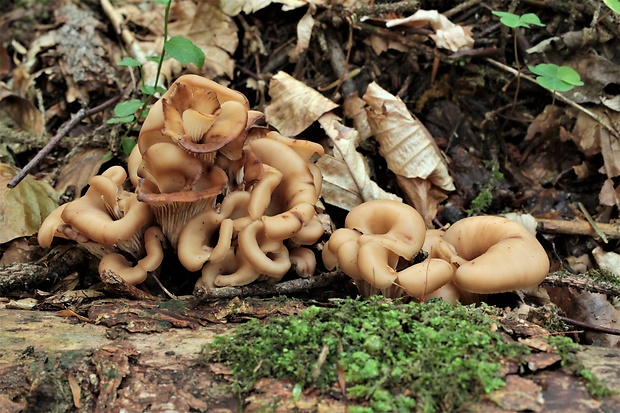 húževnatček ulitovitý Lentinellus cochleatus (Pers.) P. Karst.