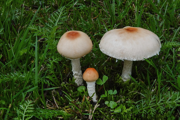 bedlička tanečnicovitá Lepiota oreadiformis Velen.