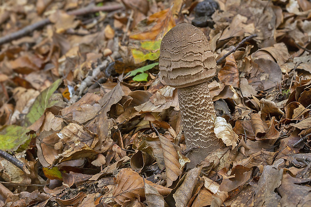 bedľa vysoká Macrolepiota procera (Scop.) Singer