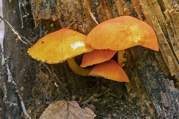 štítovka šarlátová Pluteus aurantiorugosus (Trog) Sacc.