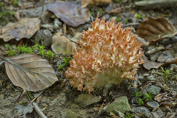 strapačka koralovitá Ramaria botrytis (Pers.) Ricken