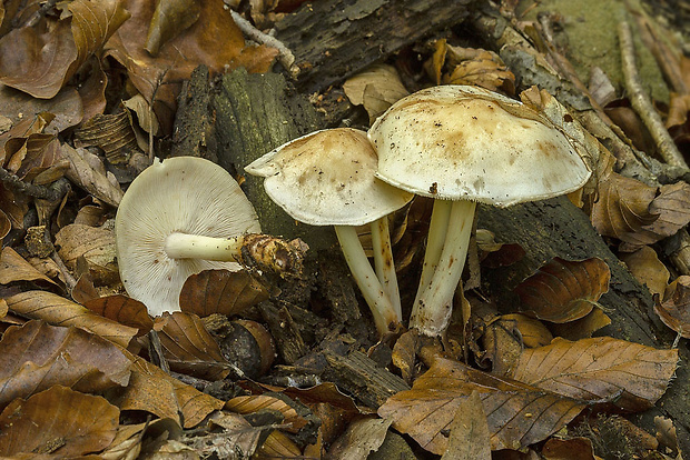 peniazovka škvrnitá Rhodocollybia maculata (Alb. & Schwein.) Singer