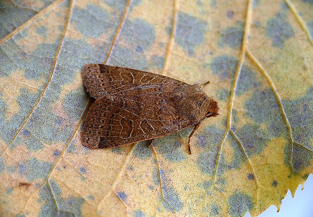 mora lipkavcová Agrochola nitida