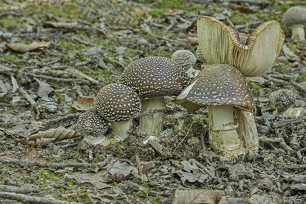 muchotrávka tigrovaná Amanita pantherina (DC.) Krombh.