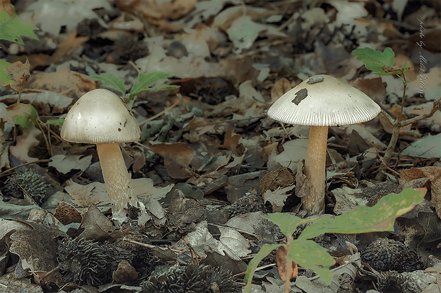 muchotrávka pošvatá Amanita vaginata (Bull.) Lam.