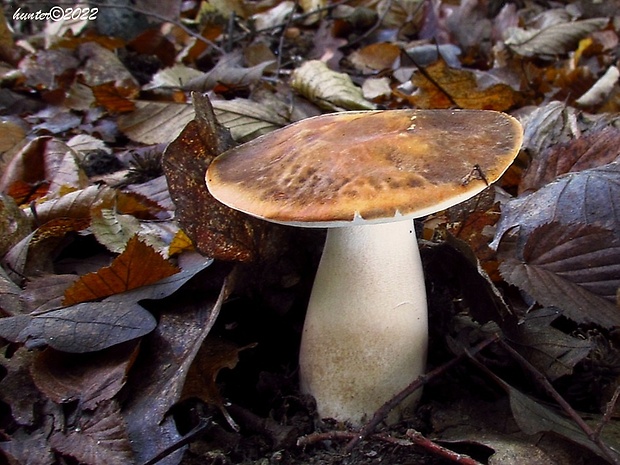 hríb bronzový Boletus aereus Bull. ex Fr.