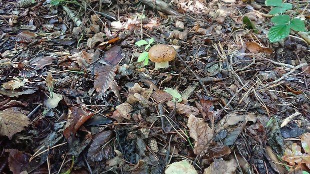 hríb dubový Boletus reticulatus Schaeff.