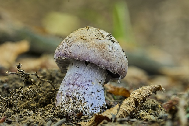 pavučinovec Cortinarius sp.