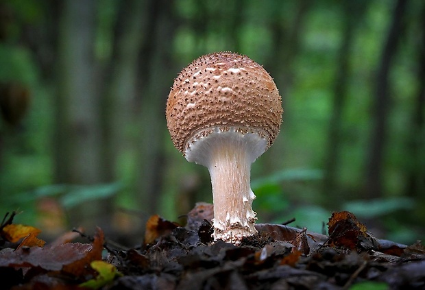 bedlička ostrošupinatá Echinoderma asperum (Pers.) Bon