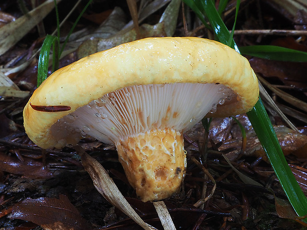 rýdzik jamkatý Lactarius intermedius (Krombh.) Berk. & Broome