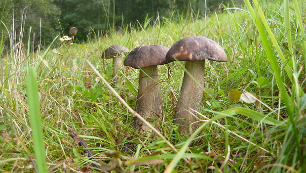 kozák čierny Leccinum melaneum (Smotl.) Pilát & Dermek