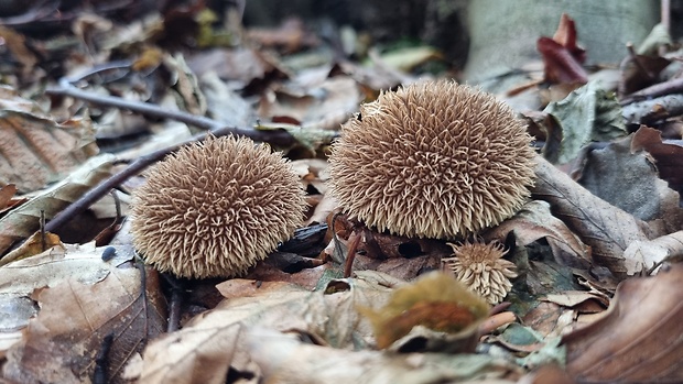 prášnica pichliačová Lycoperdon echinatum Pers.