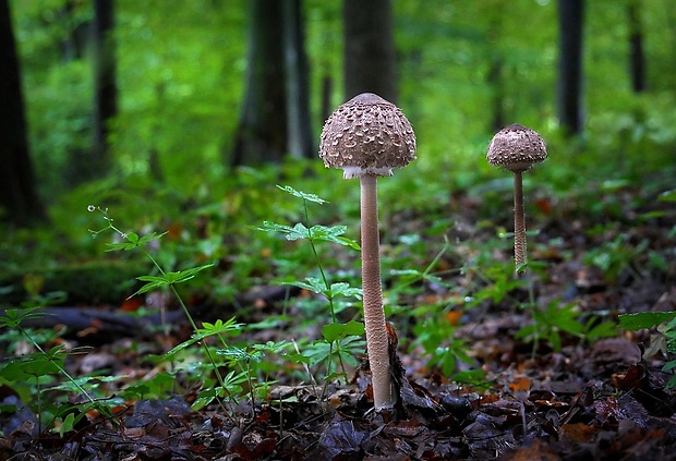 bedľa vysoká Macrolepiota procera (Scop.) Singer