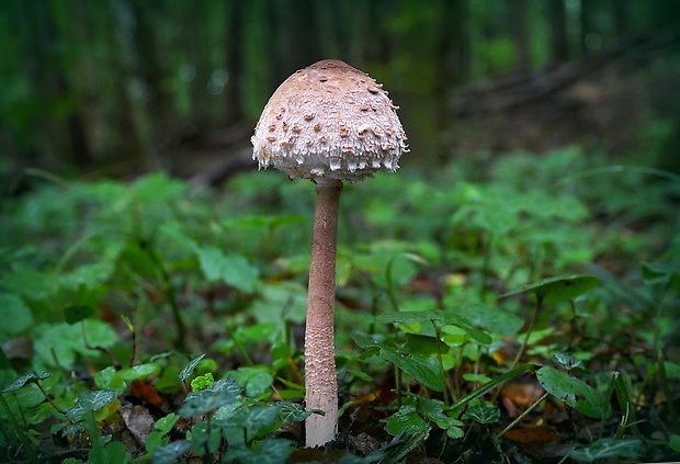 bedľa vysoká Macrolepiota procera (Scop.) Singer