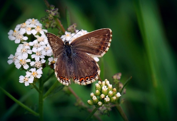 modráčik vikový (sk) / modrásek vikvicový (cz) Polyommatus coridon (Poda, 1761)