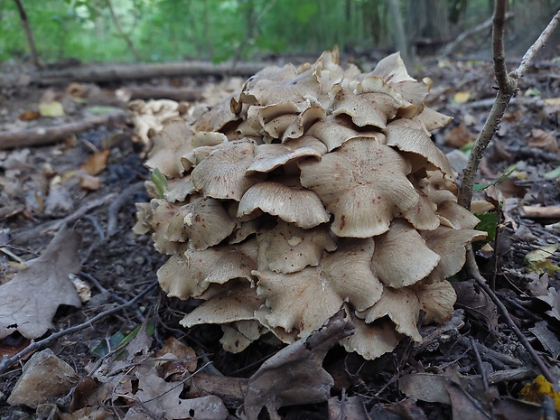 trúdnik klobúčkatý Polyporus umbellatus (Pers.) Fr.