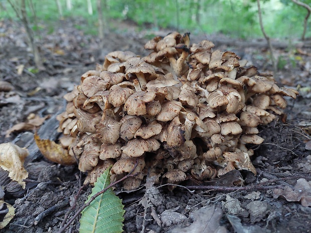 trúdnik klobúčkatý Polyporus umbellatus (Pers.) Fr.