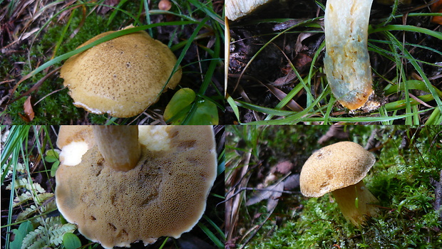 masliak strakatý Suillus variegatus (Sw.) Kuntze