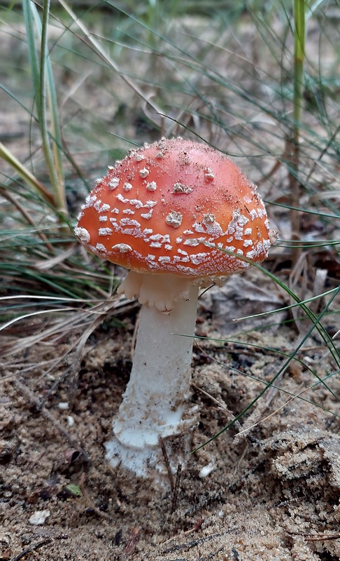 muchotrávka červená Amanita muscaria (L.) Lam.