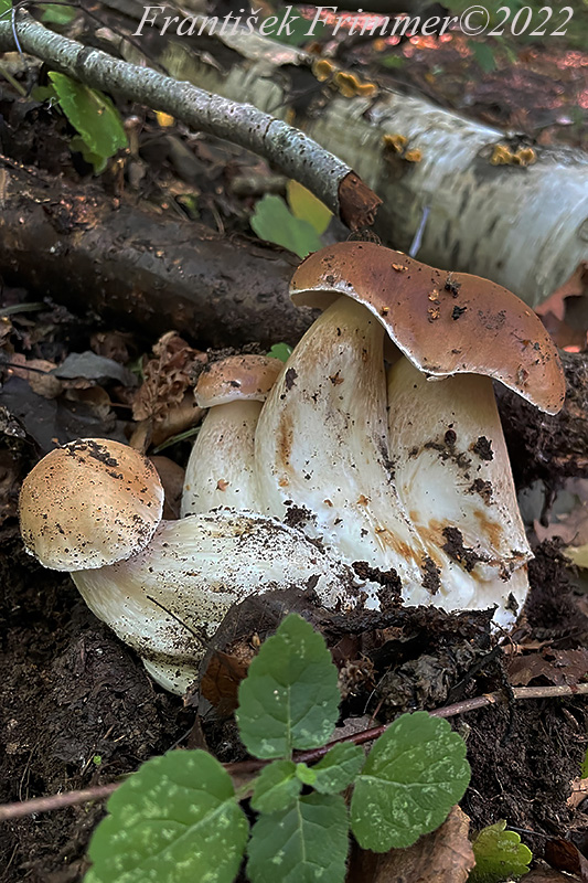 hríb smrekový Boletus edulis Bull.