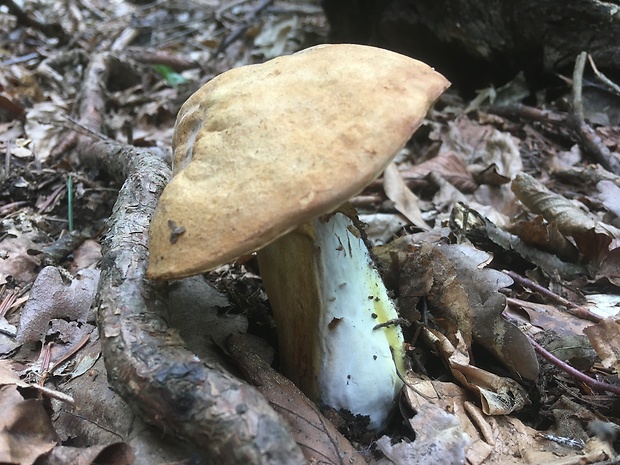 hríb horský Butyriboletus subappendiculatus (Dermek, Lazebn. & J. Veselský) D. Arora & J.L. Frank