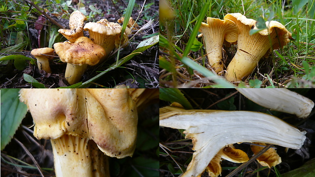 kuriatko jedlé ametystové Cantharellus amethysteus (Quél.) Sacc.