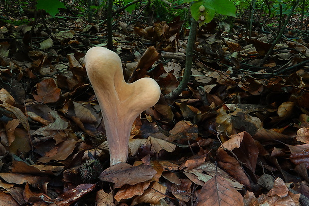 kyjak obrovský Clavariadelphus pistillaris (Fr.) Donk