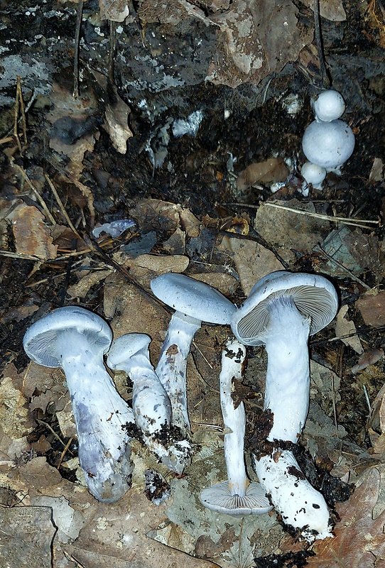 pavučinovec bledofialový? Cortinarius cf.alboviolaceus (Pers.) Fr.