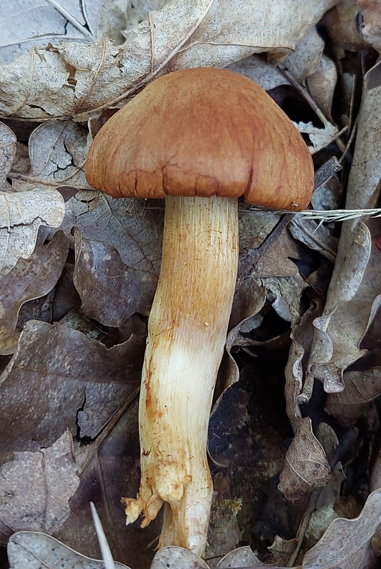 pavučinovec plyšový Cortinarius orellanus Fr.