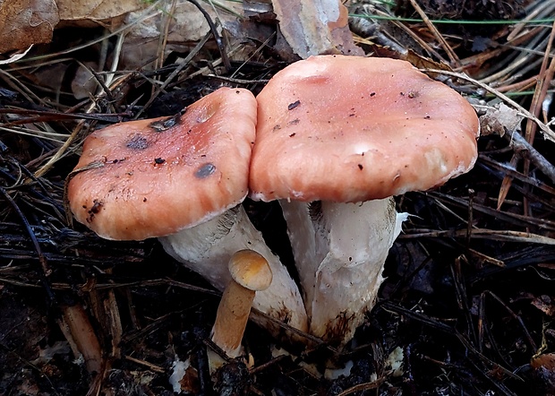 sliziak ružový Gomphidius roseus (Fr.) Oudem.