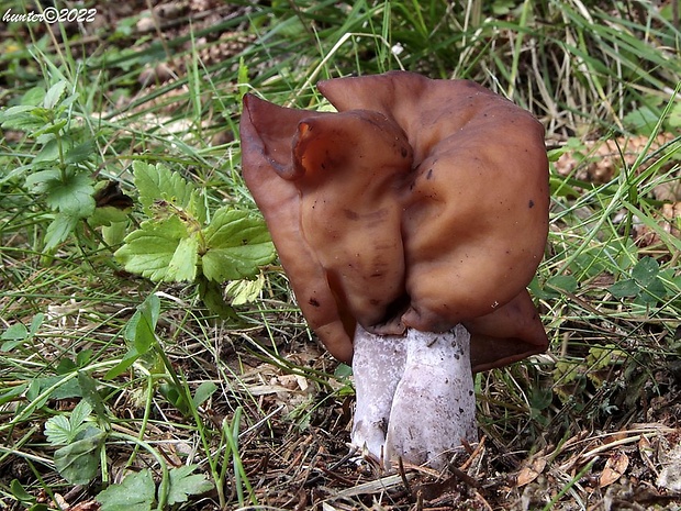 ušiak mitrovitý Gyromitra infula (Schaeff.) Quél.