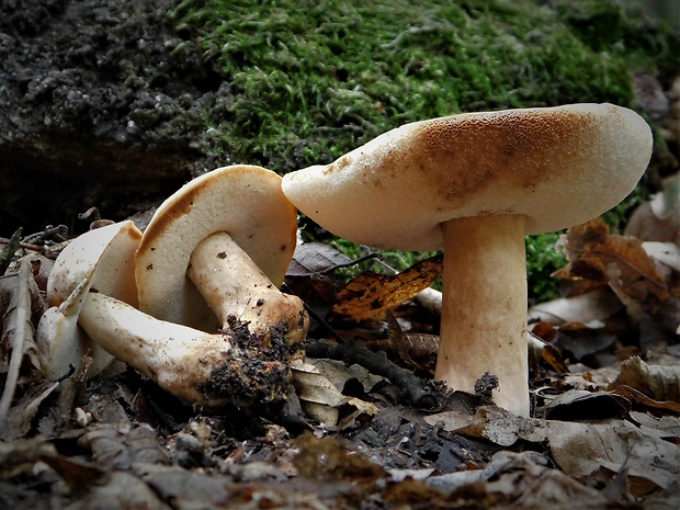 hríbnik gaštanovohnedý Gyroporus castaneus (Bull.) Quél.