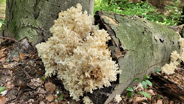 koralovec bukový Hericium coralloides (Scop.) Pers.