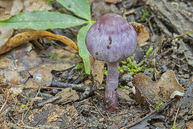 vláknica hlinovolupeňová Inocybe geophylla (Bull.) P. Kumm.